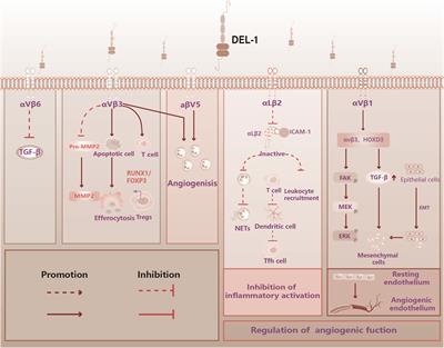 Developmental endothelial locus 1: the present and future of an endogenous factor in vessels